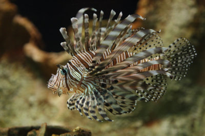 Lionfish.jpg