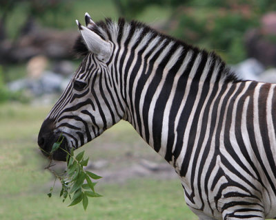 Zebra with Olive Branch.jpg