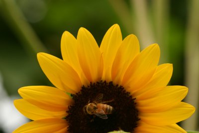 Bee on Sunflower.jpg