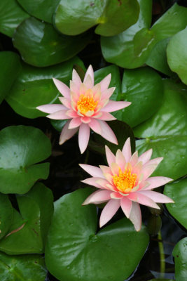 Pond Pair.jpg