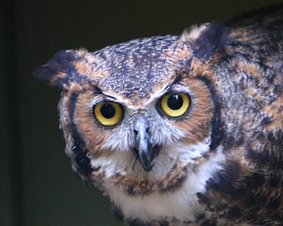 Horned owl.jpg
