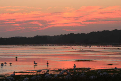 Evening Snowgeese.jpg