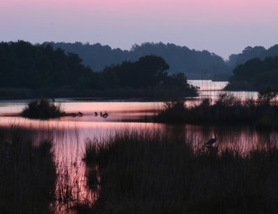 morning stillness.jpg
