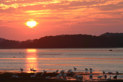 sunrise over snowgeese.jpg