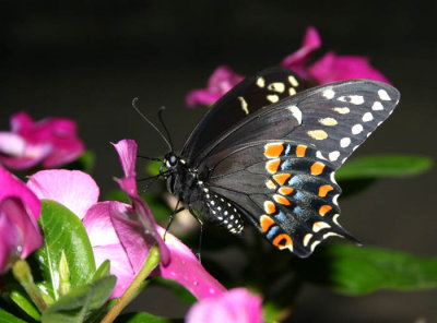 black swallowtail.jpg