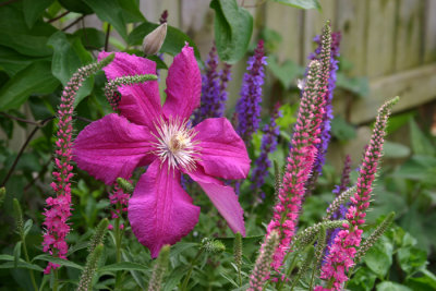 clematis et al.jpg