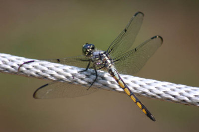 dragonfly on a rope.jpg