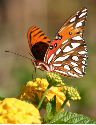 gulf fritillary.jpg