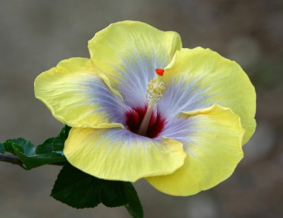 hibiscus.jpg