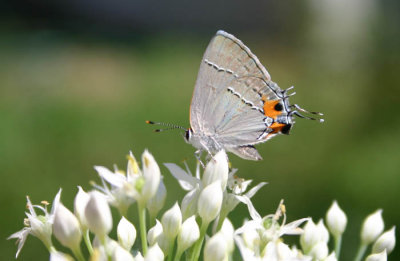 hairstreak.jpg