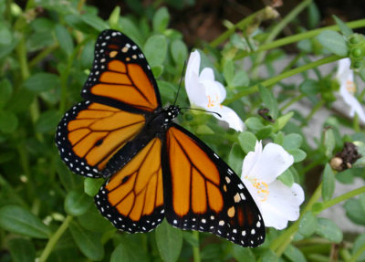 monarch .jpg