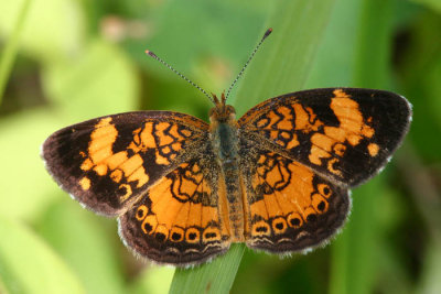pearl crescent.jpg