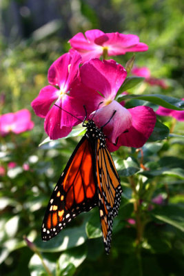 monarch hanging on vinca.jpg