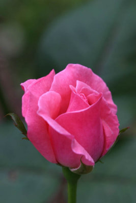 pink rose.jpg