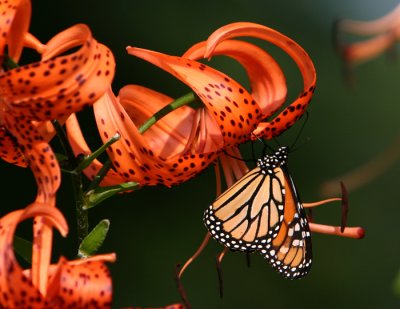 monarch on turkish cap.jpg