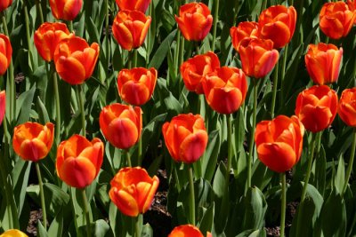 orange tulips.jpg