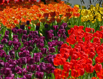 tulip field.jpg