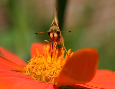 skipper face .jpg