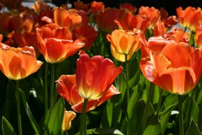 tulips in the sun.jpg