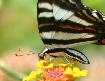 butterflies_insects