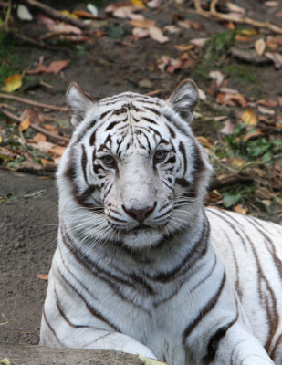 big_cats
