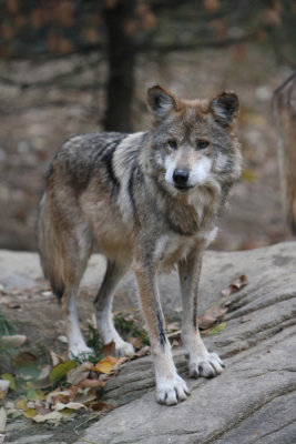Alpha Mexican wolf.jpg