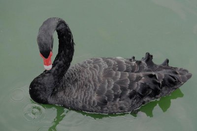 black swan.jpg