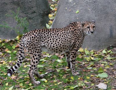 cheeta.jpg