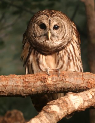 barred owl.jpg
