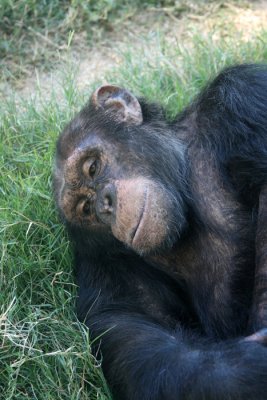 chimp nap.jpg