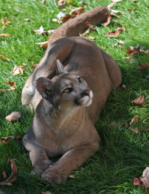 cougar.jpg
