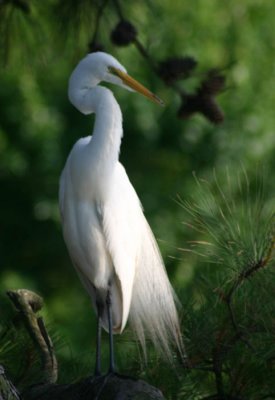 egret in breeding plumage.jpg