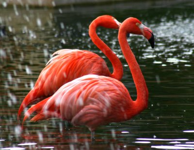 flamingos in a fountain.jpg
