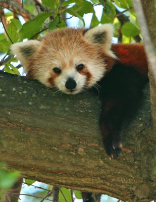 droopy panda.jpg