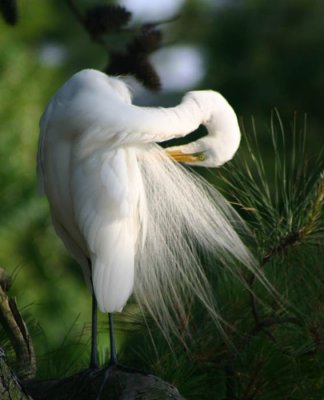 egret preening.jpg