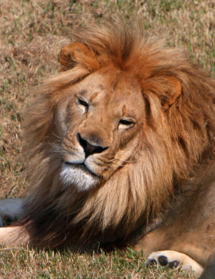 lion .jpg