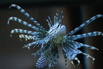 lion fish.jpg