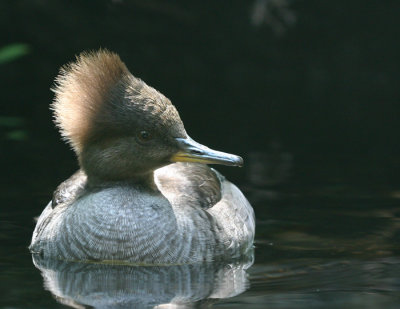 merganser.jpg