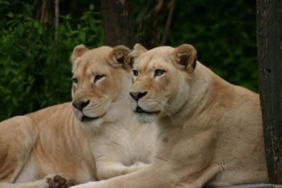 lion pair.jpg