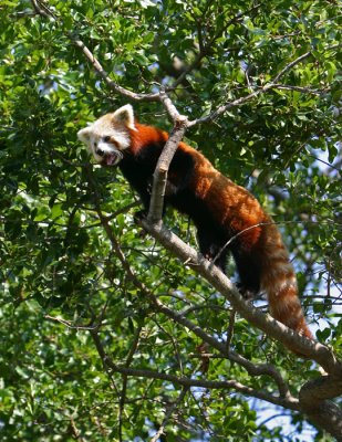 panda  whole.jpg