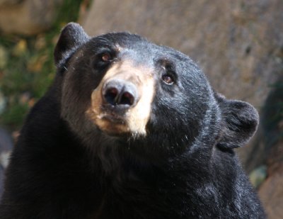 pitiful bear.jpg