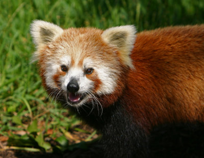 panda face.jpg