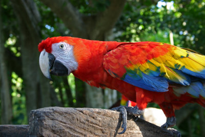 parrot 3.jpg