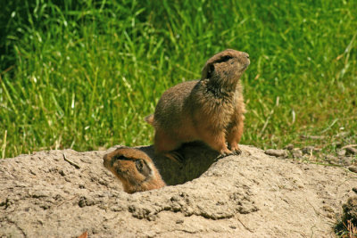 prairie dog pair .jpg