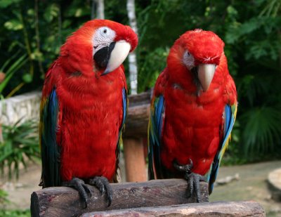 Parrot pair.jpg