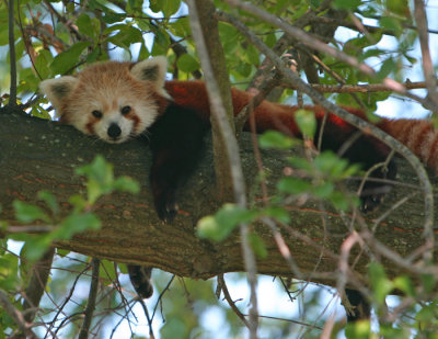 red panda resting.jpg