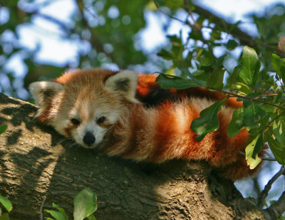 red panda.jpg
