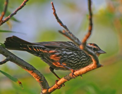 sparrow butt in evening sun.jpg
