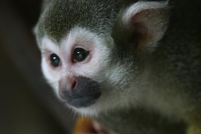 squirrel monkey.jpg