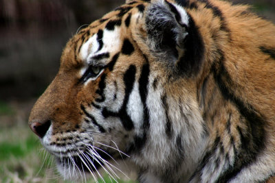 TIGER PROFILE .jpg